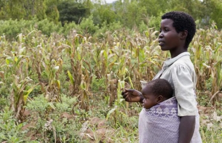 Local Economic Development | Vrouwelijke landbouwers in Malawi ongelijk behandeld